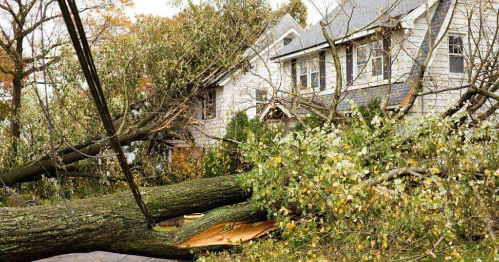 Downed tree and damaged home
