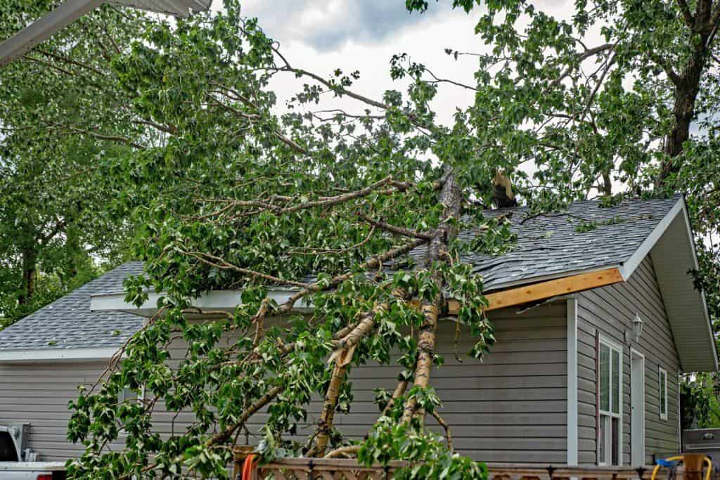 A large tree with green leaves fallen on a residential rooftop